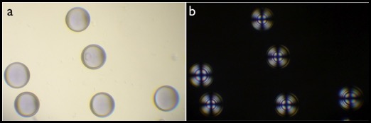 Smectic-shells